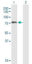 Western blot - Anti-TOM70 antibody (AB89624)
