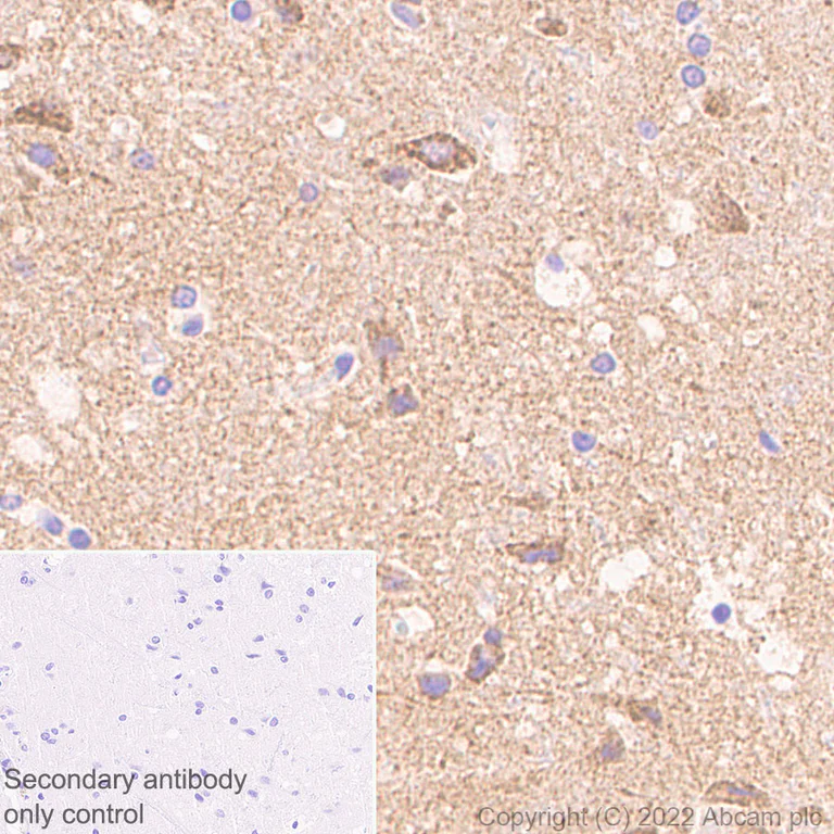 Immunohistochemistry (Formalin/PFA-fixed paraffin-embedded sections) - Anti-TOM70 antibody [EPR26576-162] (AB289977)