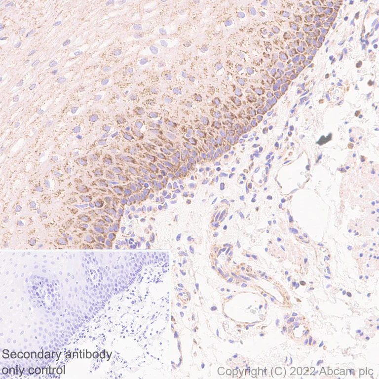 Immunohistochemistry (Formalin/PFA-fixed paraffin-embedded sections) - Anti-TOM70 antibody [EPR26576-162] (AB289977)