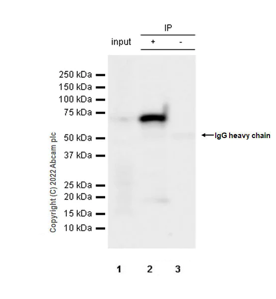 Immunoprecipitation - Anti-TOM70 antibody [EPR26576-162] (AB289977)
