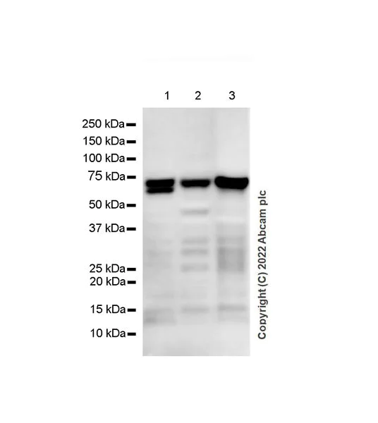 Western blot - Anti-TOM70 antibody [EPR26576-162] (AB289977)