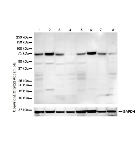 Western blot - Anti-TOM70 antibody [EPR26576-162] (AB289977)
