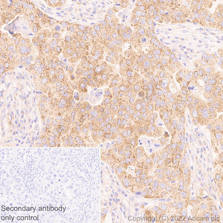 Immunohistochemistry (Formalin/PFA-fixed paraffin-embedded sections) - Anti-TOM70 antibody [EPR26576-162] - BSA and Azide free (AB290002)