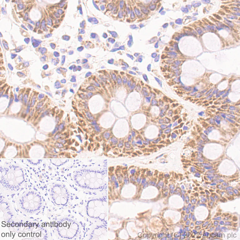 Immunohistochemistry (Formalin/PFA-fixed paraffin-embedded sections) - Anti-TOM70 antibody [EPR26576-162] - BSA and Azide free (AB290002)