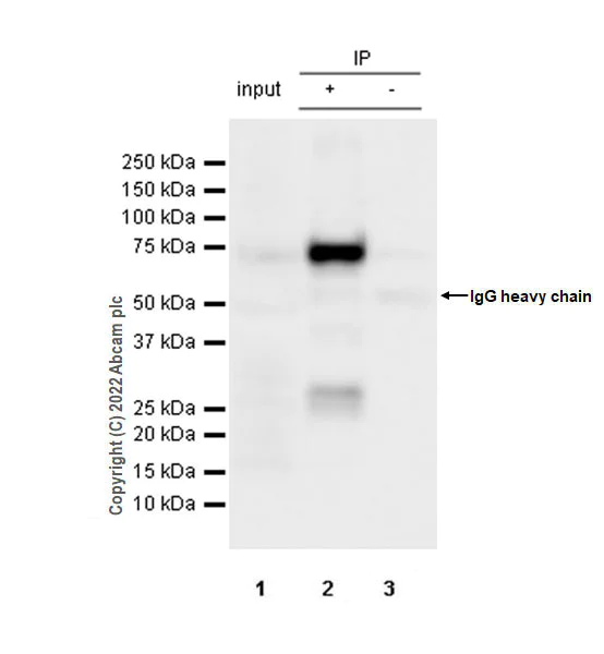 Immunoprecipitation - Anti-TOM70 antibody [EPR26576-162] - BSA and Azide free (AB290002)