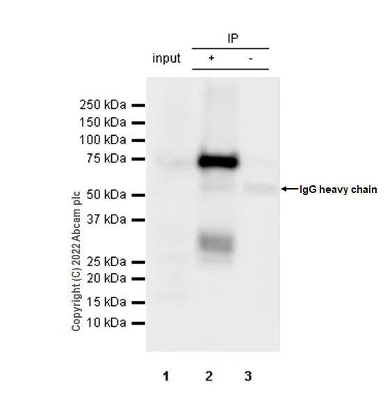 Immunoprecipitation - Anti-TOM70 antibody [EPR26576-162] - BSA and Azide free (AB290002)