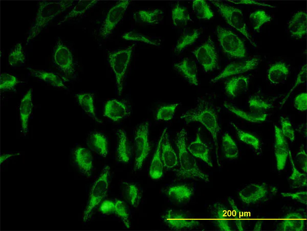 Immunocytochemistry/ Immunofluorescence - Anti-TOMM20 antibody [4F3] - BSA and Azide free (AB56783)
