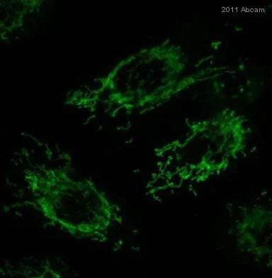 Immunocytochemistry/ Immunofluorescence - Anti-TOMM20 antibody [4F3] - BSA and Azide free (AB56783)