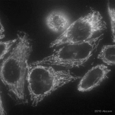 Immunocytochemistry/ Immunofluorescence - Anti-TOMM20 antibody [4F3] - BSA and Azide free (AB56783)