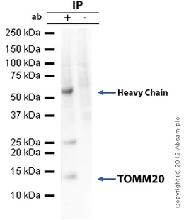 Immunoprecipitation - Anti-TOMM20 antibody [4F3] - BSA and Azide free (AB56783)