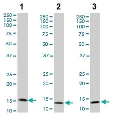 Western blot - Anti-TOMM20 antibody [4F3] - BSA and Azide free (AB56783)