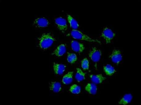 Immunocytochemistry/ Immunofluorescence - Anti-TOMM20 antibody [EPR15581-39] - BSA and Azide free (AB220822)