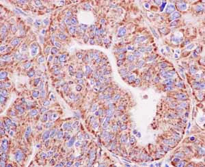 Immunohistochemistry (Formalin/PFA-fixed paraffin-embedded sections) - Anti-TOMM20 antibody [EPR15581-39] - Mitochondrial Marker (AB186734)