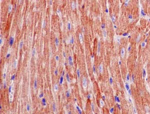 Immunohistochemistry (Formalin/PFA-fixed paraffin-embedded sections) - Anti-TOMM20 antibody [EPR15581-39] - Mitochondrial Marker (AB186734)