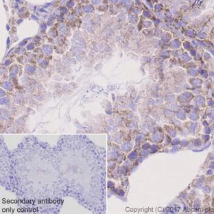 Immunohistochemistry (Formalin/PFA-fixed paraffin-embedded sections) - Anti-TOMM20 antibody [EPR15581-39] - Mitochondrial Marker (AB186734)