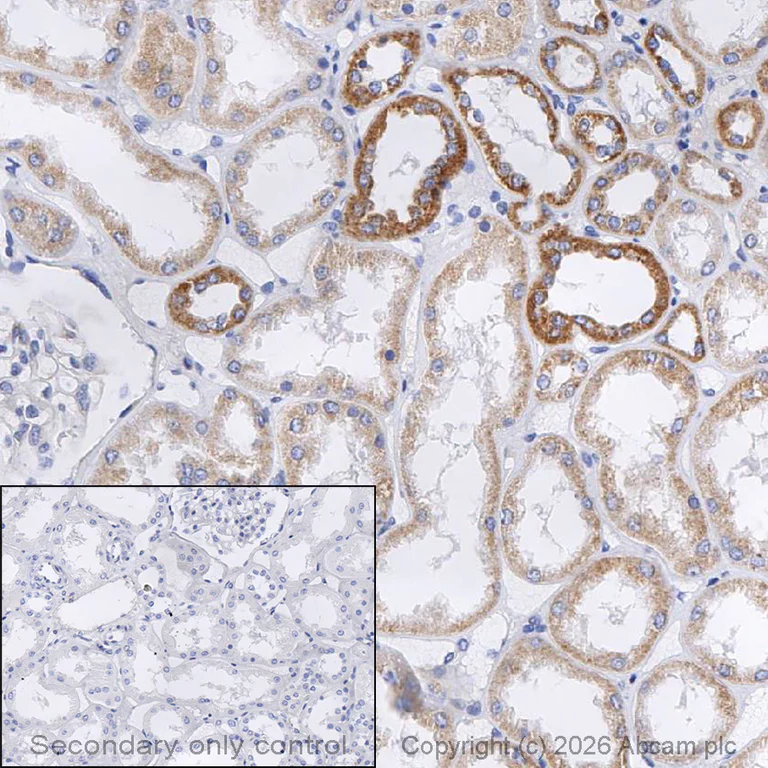 Immunohistochemistry (Formalin/PFA-fixed paraffin-embedded sections) - Anti-TOMM20 antibody [EPR15581-39] - Mitochondrial Marker (AB186734)