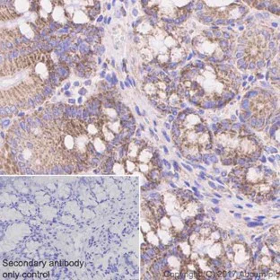 Immunohistochemistry (Formalin/PFA-fixed paraffin-embedded sections) - Anti-TOMM20 antibody [EPR15581-39] - Mitochondrial Marker (AB186734)