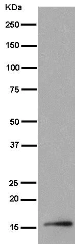 Western blot - Anti-TOMM20 antibody [EPR15581-39] - Mitochondrial Marker (AB186734)