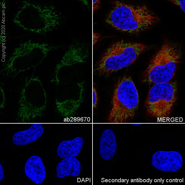 Immunocytochemistry/ Immunofluorescence - Anti-TOMM20 antibody [EPR15581-39] - Mitochondrial Marker - Rat IgG2a (Chimeric) (AB289670)