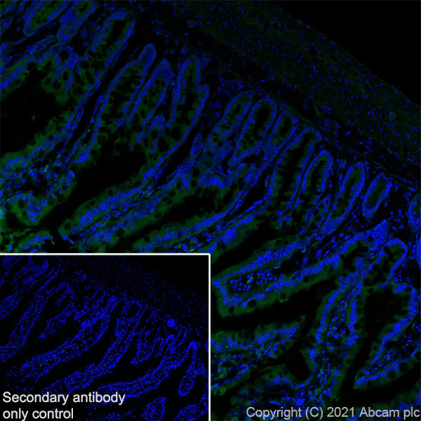 Immunohistochemistry (Frozen sections) - Anti-TOMM20 antibody [EPR15581-39] - Mitochondrial Marker - Rat IgG2a (Chimeric) (AB289670)