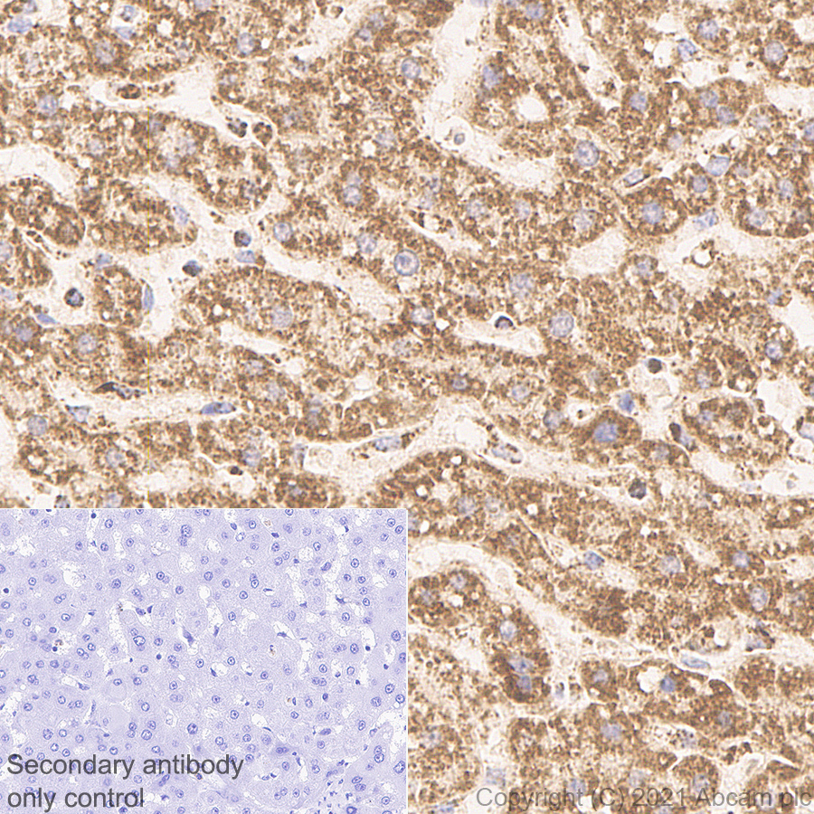 Immunohistochemistry (Formalin/PFA-fixed paraffin-embedded sections) - Anti-TOMM20 antibody [EPR15581-39] - Mouse IgG1 (Chimeric) - BSA and Azide free (AB283339), expandable thumbnail