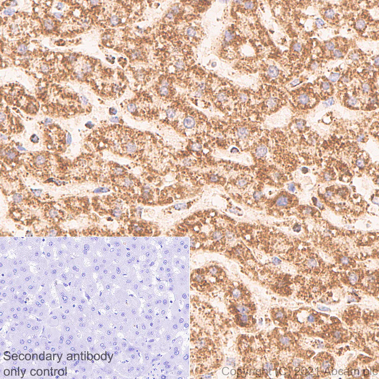 Immunohistochemistry (Formalin/PFA-fixed paraffin-embedded sections) - Anti-TOMM20 antibody [EPR15581-39] - Mouse IgG1 (Chimeric) - BSA and Azide free (AB283339)