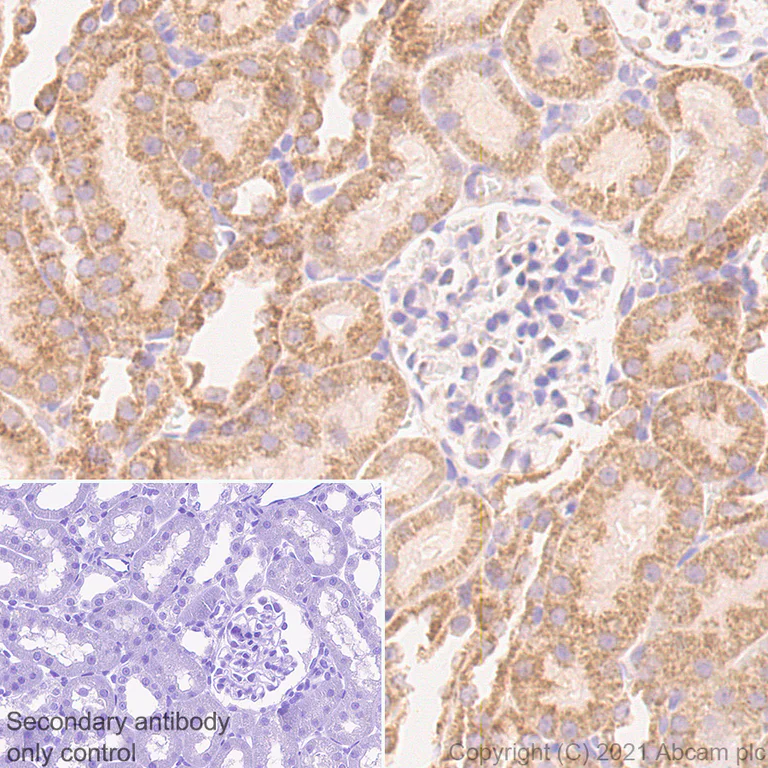 Immunohistochemistry (Formalin/PFA-fixed paraffin-embedded sections) - Anti-TOMM20 antibody [EPR15581-39] - Mouse IgG1 (Chimeric) - BSA and Azide free (AB283339)