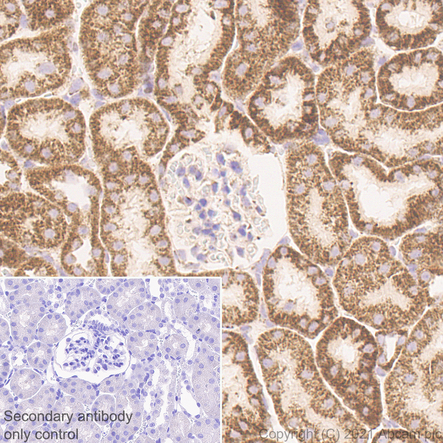 Immunohistochemistry (Formalin/PFA-fixed paraffin-embedded sections) - Anti-TOMM20 antibody [EPR15581-39] - Mouse IgG1 (Chimeric) - BSA and Azide free (AB283339), expandable thumbnail