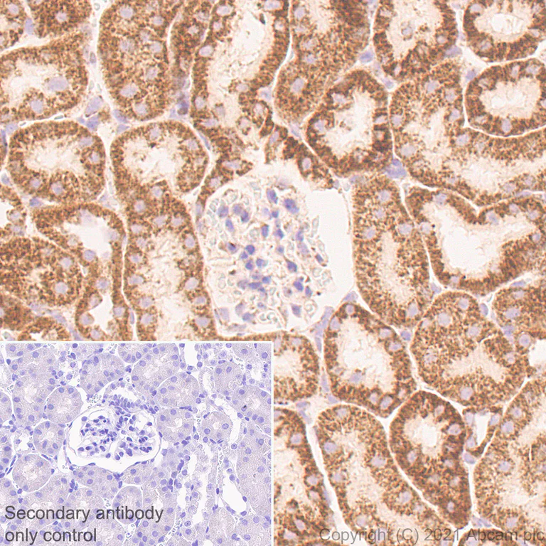 Immunohistochemistry (Formalin/PFA-fixed paraffin-embedded sections) - Anti-TOMM20 antibody [EPR15581-39] - Mouse IgG1 (Chimeric) - BSA and Azide free (AB283339)
