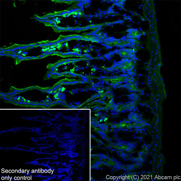 Immunohistochemistry (Frozen sections) - Anti-TOMM20 antibody [EPR15581-39] - Mouse IgG1 (Chimeric) - BSA and Azide free (AB283339)