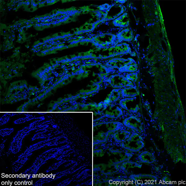 Immunohistochemistry (Frozen sections) - Anti-TOMM20 antibody [EPR15581-39] - Mouse IgG1 (Chimeric) - BSA and Azide free (AB283339)