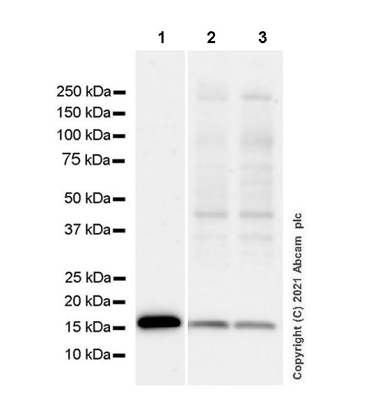 Western blot - Anti-TOMM20 antibody [EPR15581-39] - Mouse IgG1 (Chimeric) - BSA and Azide free (AB283339), expandable thumbnail