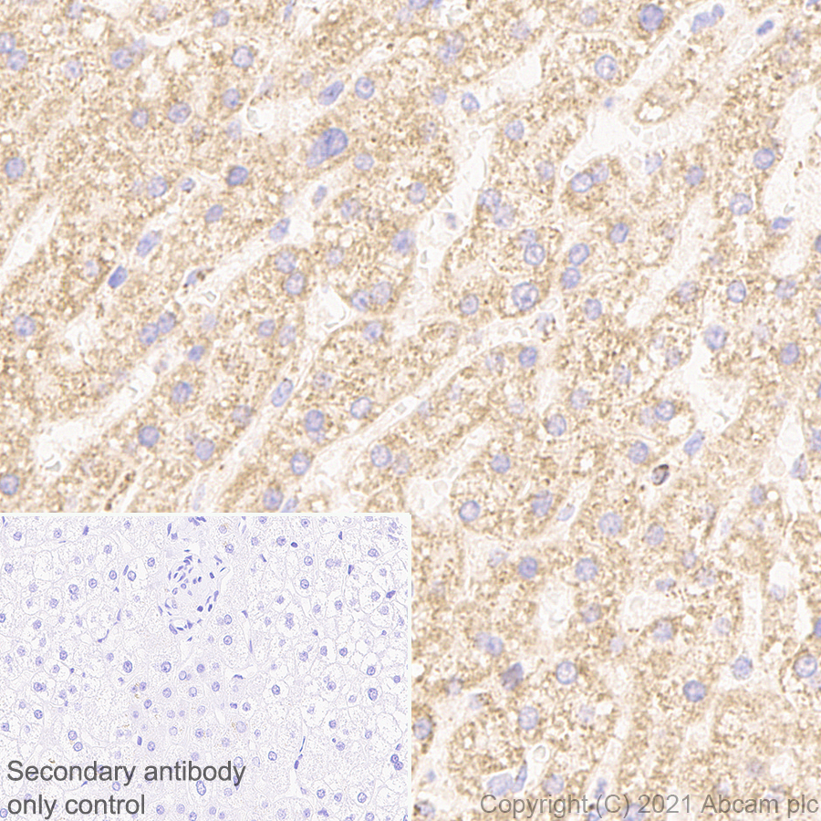 Immunohistochemistry (Formalin/PFA-fixed paraffin-embedded sections) - Anti-TOMM20 antibody [EPR15581-39] - Rat IgG2a (Chimeric) - BSA and Azide free (AB289676), expandable thumbnail