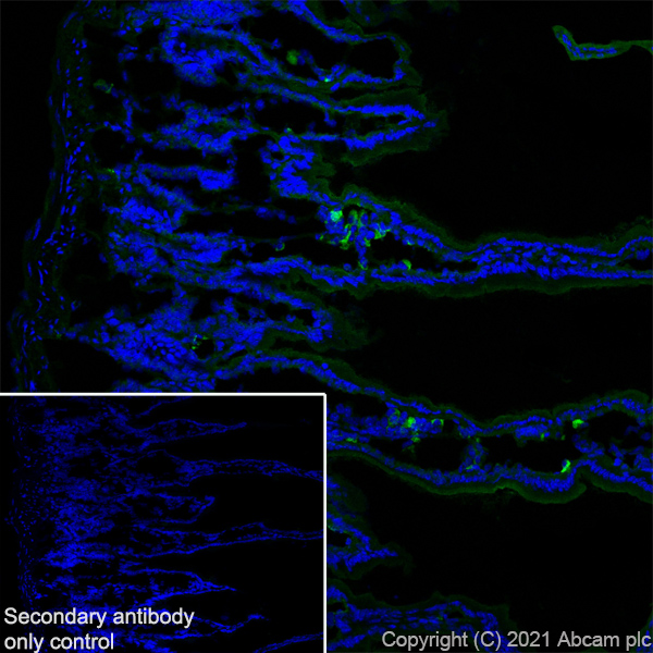 Immunohistochemistry (Frozen sections) - Anti-TOMM20 antibody [EPR15581-39] - Rat IgG2a (Chimeric) - BSA and Azide free (AB289676), expandable thumbnail