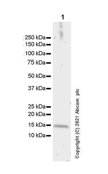 Western blot - Anti-TOMM20 antibody [EPR15581-39] - Rat IgG2a (Chimeric) - BSA and Azide free (AB289676), expandable thumbnail