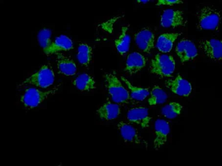 Immunocytochemistry/ Immunofluorescence - Anti-TOMM20 antibody [EPR15581-54] - BSA and Azide free (AB232589)