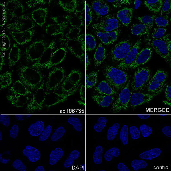 Immunocytochemistry/ Immunofluorescence - Anti-TOMM20 antibody [EPR15581-54] - BSA and Azide free (AB232589)