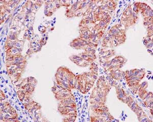 Immunohistochemistry (Formalin/PFA-fixed paraffin-embedded sections) - Anti-TOMM20 antibody [EPR15581-54] - BSA and Azide free (AB232589)