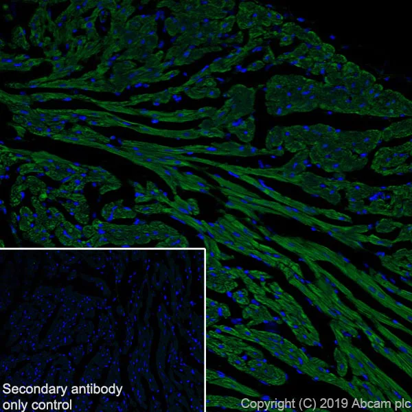 Immunohistochemistry (Frozen sections) - Anti-TOMM20 antibody [EPR15581-54] - BSA and Azide free (AB232589)