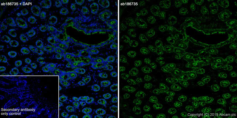 Immunohistochemistry (Frozen sections) - Anti-TOMM20 antibody [EPR15581-54] - Mitochondrial Marker (AB186735)