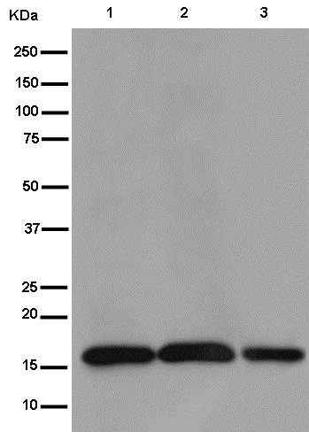 Western blot - Anti-TOMM20 antibody [EPR15581-54] - Mitochondrial Marker (AB186735)