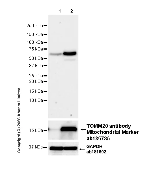 Western blot - Anti-TOMM20 antibody [EPR15581-54] - Mitochondrial Marker (AB186735)