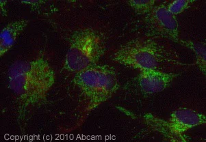 Immunocytochemistry/ Immunofluorescence - Anti-TOMM20 antibody - Mitochondrial Marker (AB78547)