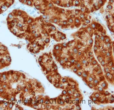 Immunohistochemistry (Formalin/PFA-fixed paraffin-embedded sections) - Anti-TOMM20 antibody - Mitochondrial Marker (AB78547)