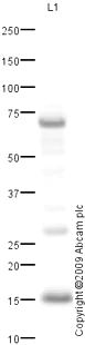 Western blot - Anti-TOMM20 antibody - Mitochondrial Marker (AB78547)
