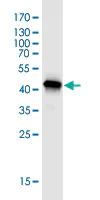 Western blot - Anti-TOMM22/TOM22 antibody [4G4] (AB57523)