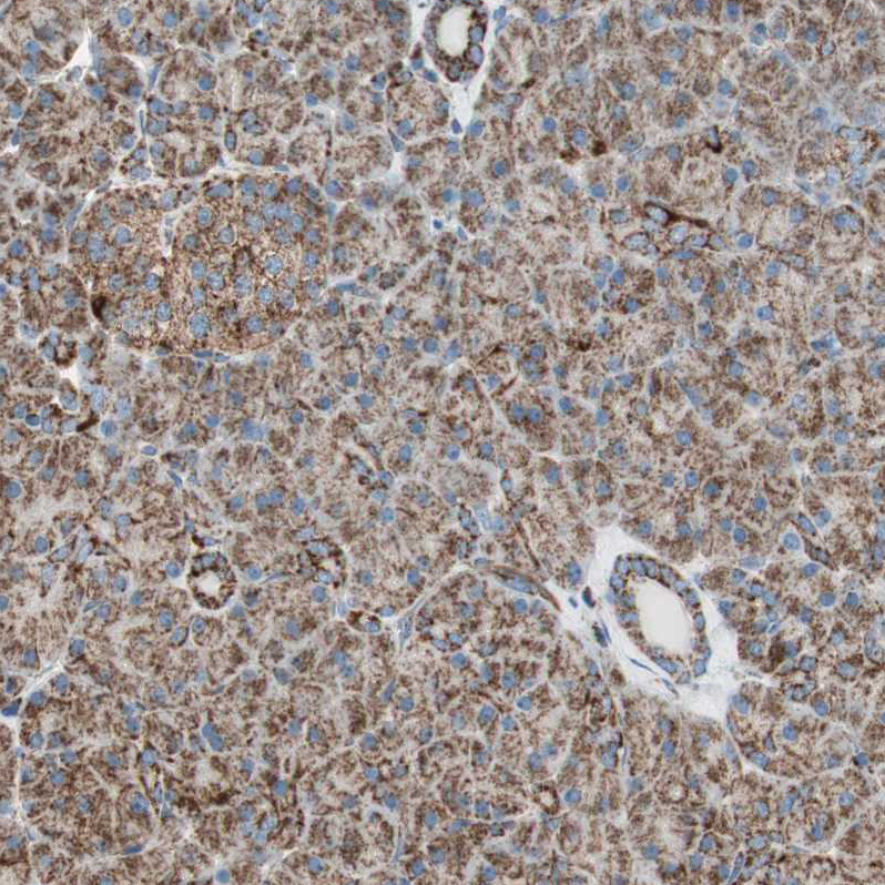 Immunohistochemistry (Formalin/PFA-fixed paraffin-embedded sections) - Anti-TOMM22/TOM22 antibody (ab246862), expandable thumbnail