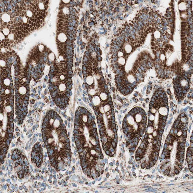Immunohistochemistry (Formalin/PFA-fixed paraffin-embedded sections) - Anti-TOMM22/TOM22 antibody (AB246862), expandable thumbnail