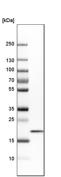 Western blot - Anti-TOMM22/TOM22 antibody (AB246862), expandable thumbnail