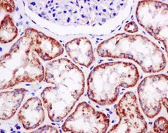 Immunohistochemistry (Formalin/PFA-fixed paraffin-embedded sections) - Anti-TOMM22/TOM22 antibody [EPR13505] - BSA and Azide free (AB250125)